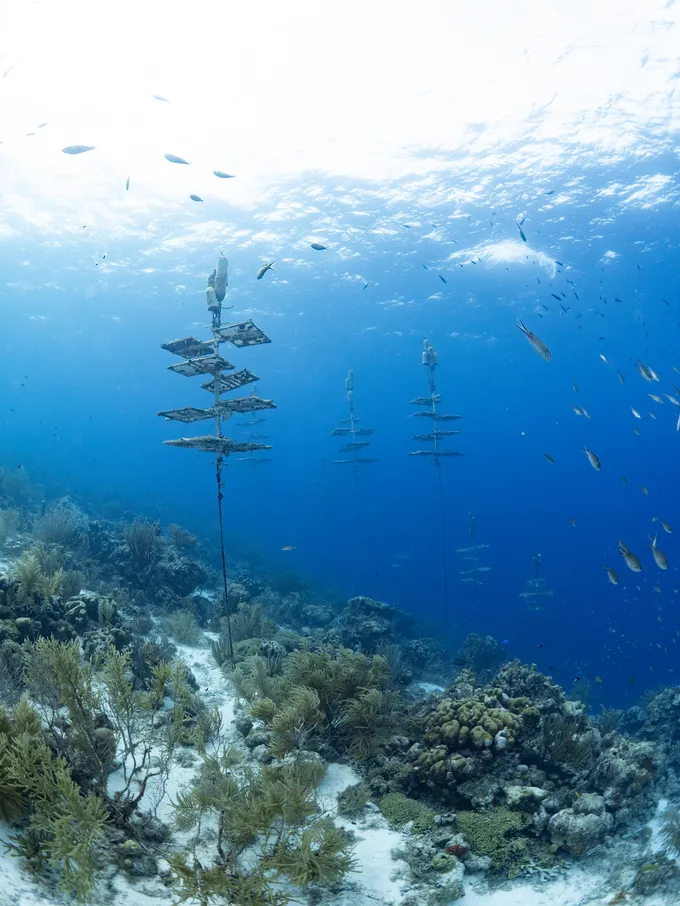Underwater photo of trays holding corals