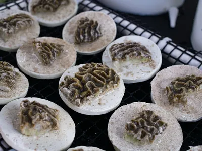 Symmetrical brain coral (Pseudodiploria strigosa)