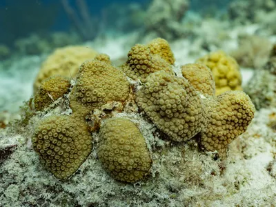 Mountainous star coral (Orbicella faveolata)