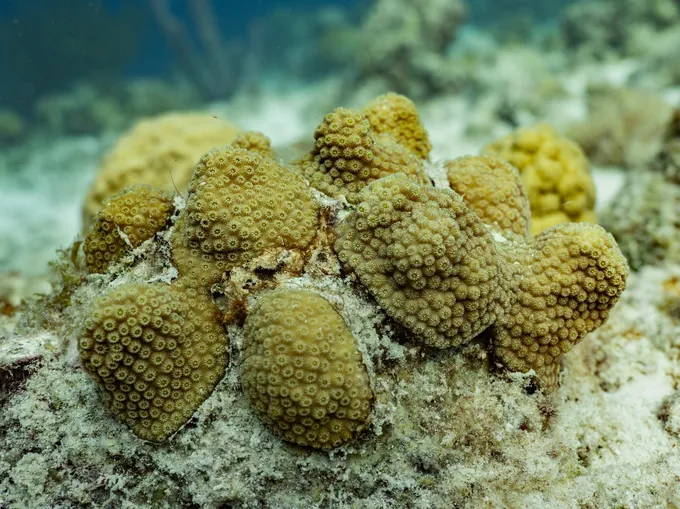 A nursery of corals grows underwater in Bonaire