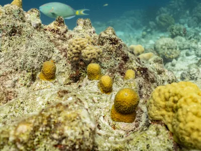 Lobed star coral (Orbicella annularis)