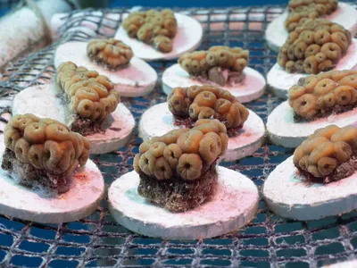 Great star coral (Montastraea cavernosa)