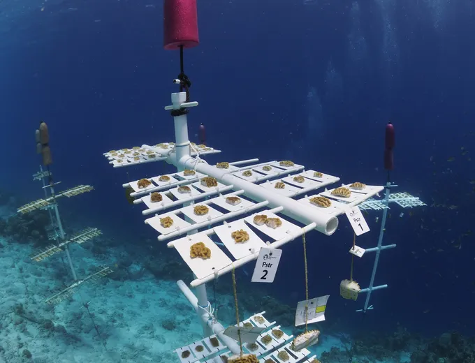 Underwater photo of trays holding corals