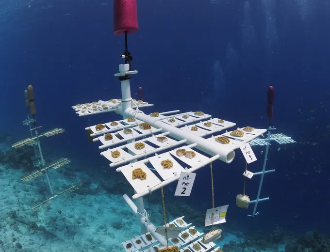 A manmade, tiered underwater structure serves as a nursery for coral growing off the coast of Bonaire