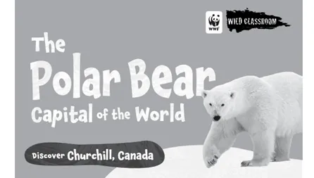 Black and white cover of the polar bear storybook. The text reads 'The Polar Bear Capital of the World. Discover Churchill, Canada'. There is also an image of a polar bear walking.