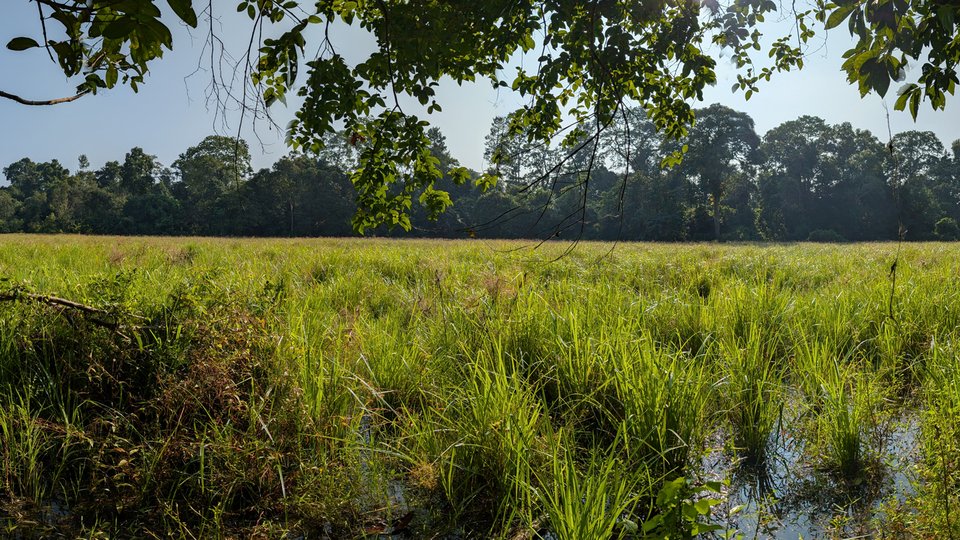 Landscape of grassy shore of a lake