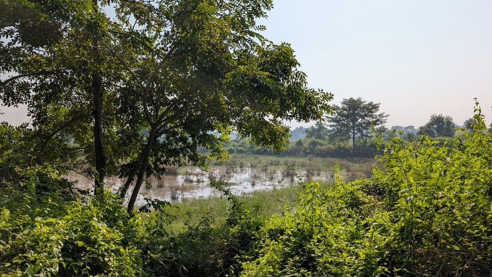 Landscape photo of a rich wetland