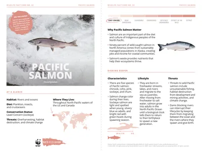Pacific Salmon Species Card