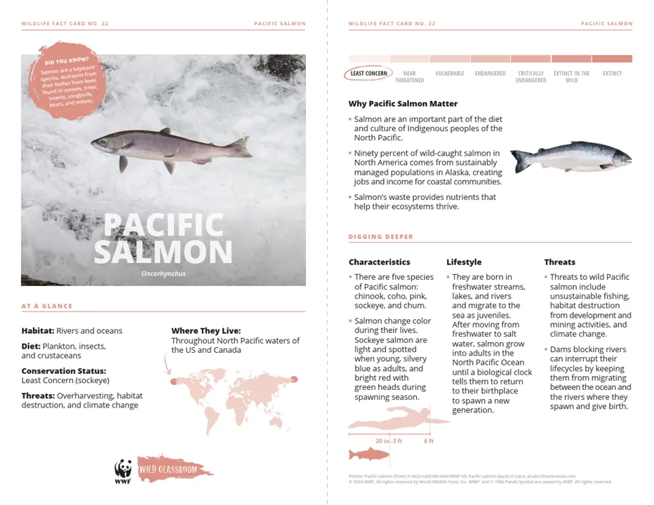 Pacific Salmon Species Card
