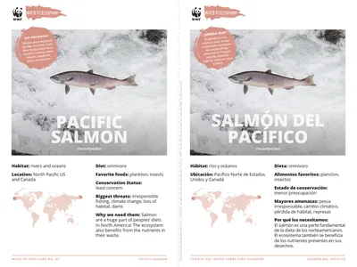 Pacific Salmon Species Card ELL