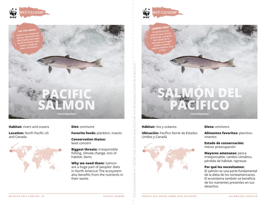 Pacific Salmon Species Card ELL
