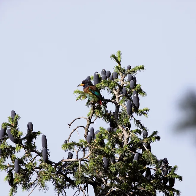 Grey birds in treetops