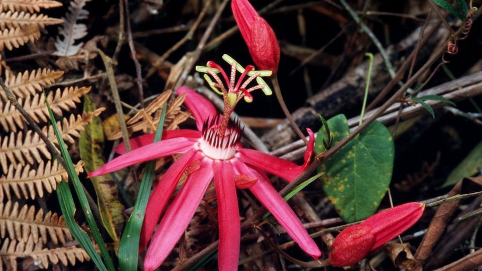 Passiflora sp. Passion flower Atlantic Rainforest Espiritu Santo, Brazil
