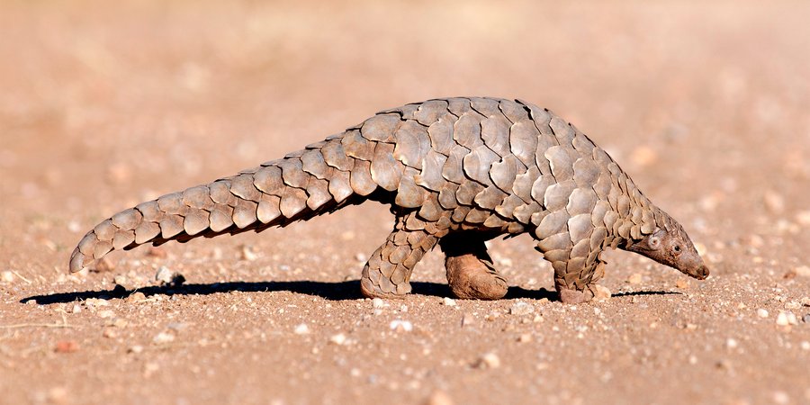 Pangolin walking along ground