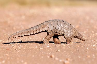 Pangolin walking along ground