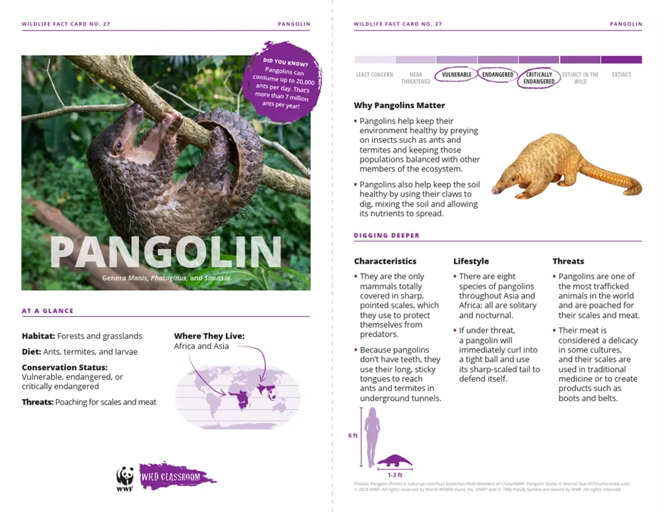 Pangolin Species Card