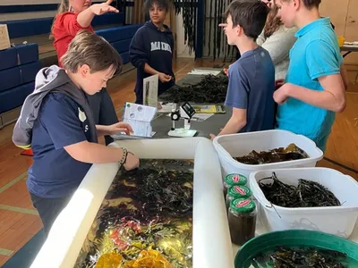 Students examine three large containers of seaweed