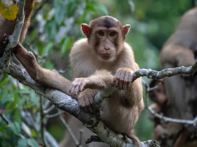 A pigtail macaque with tan fur sits on a tree branch looking at the camera