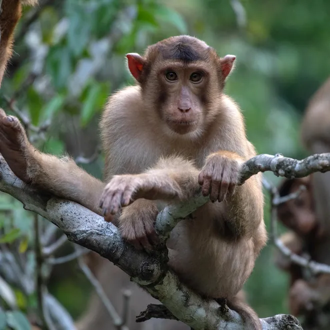A pigtail macaque with tan fur sits on a tree branch looking at the camera