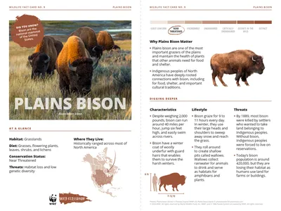 Plains Bison Species Card