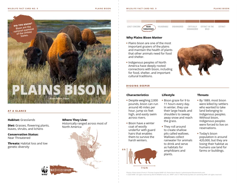 Plains Bison Species Card