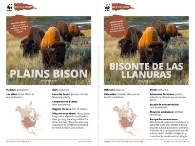 Plains Bison Species Card ELL