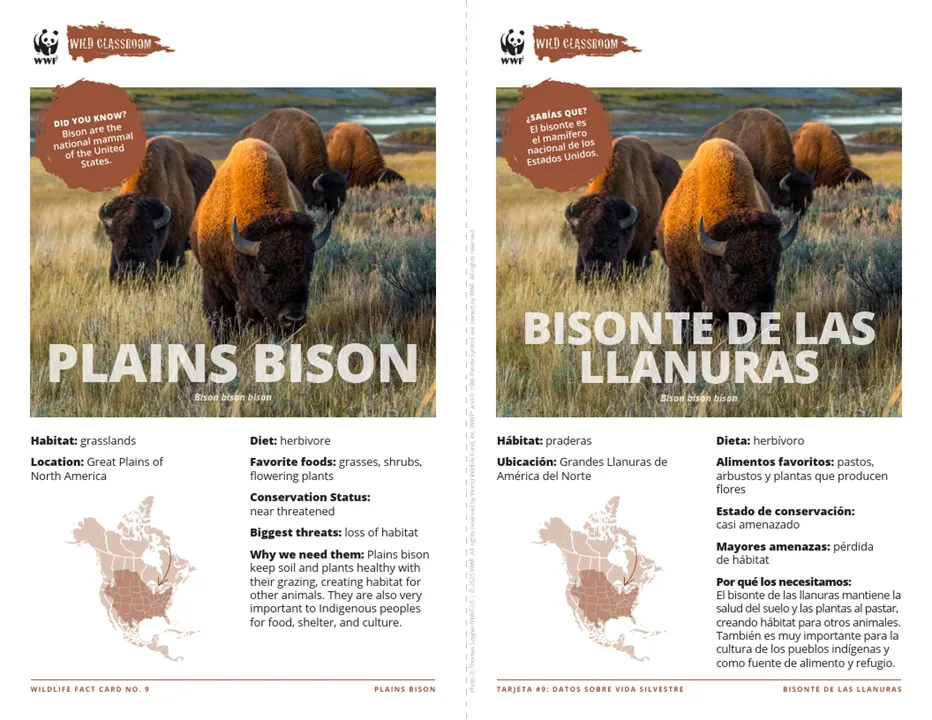 Plains Bison Species Card ELL
