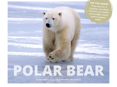 Preview of the polar card species card with polar bear facts.