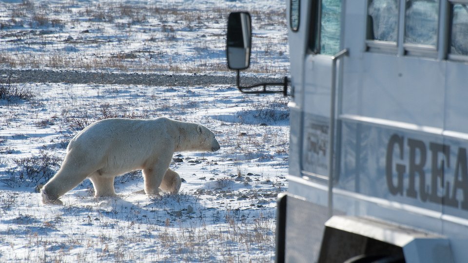 Polar bear walks in front of tour vehicle
