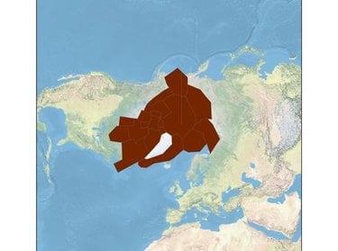 Polar bear rang map