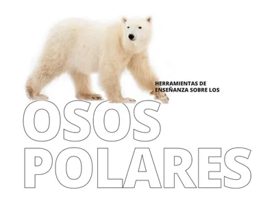 Herramientas Completas sobre los Osos Polares