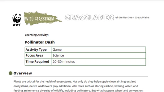 Pollinator Dash