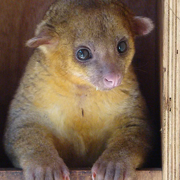 A kinkajou stands on its hind legs behind a wooden slat.