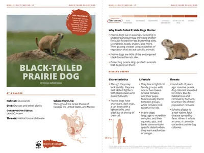 Black-Tailed Prairie Dog Species Card
