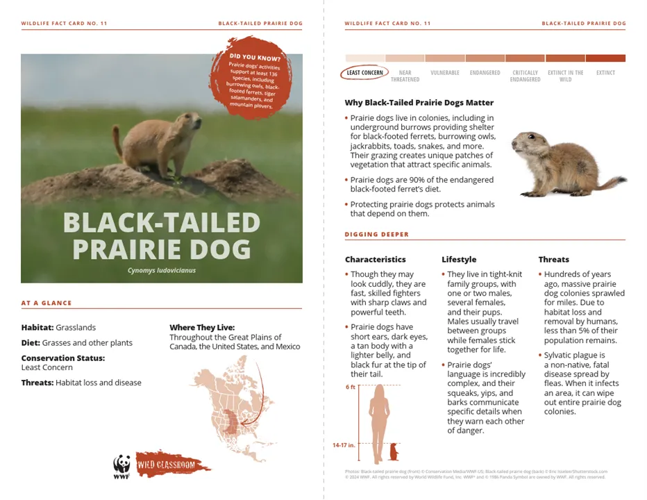 Black-Tailed Prairie Dog Species Card