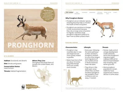 Pronghorn Species Card