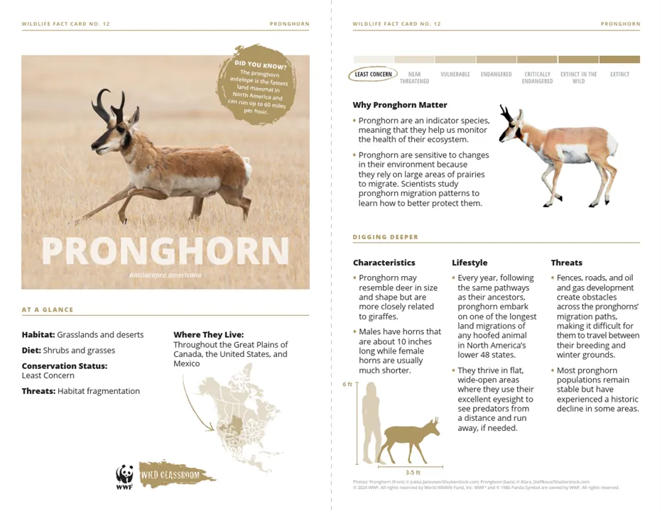 Pronghorn Species Card
