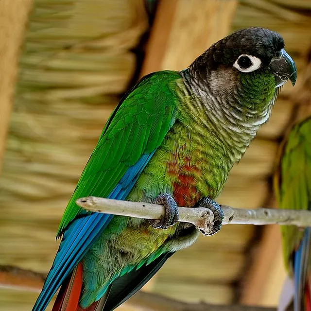 Green-cheek conure perches on a branch.