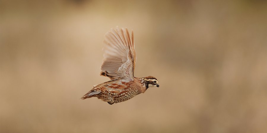 Quail in flight
