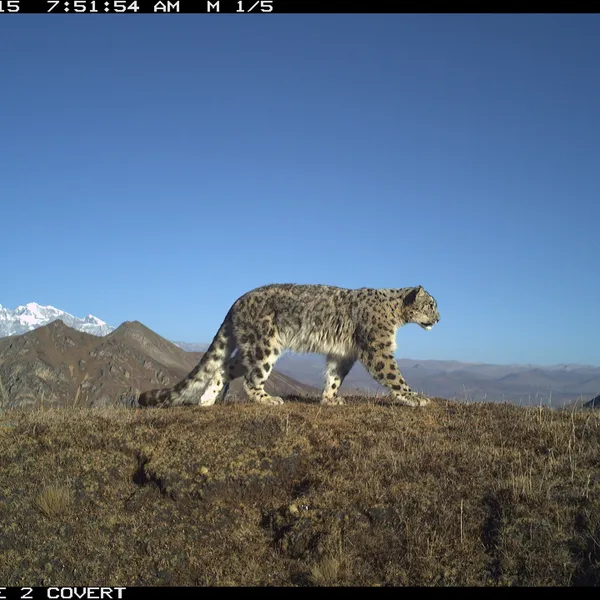 A snow leopard walks across a high ridge with mountains and a bright blue sky in the background