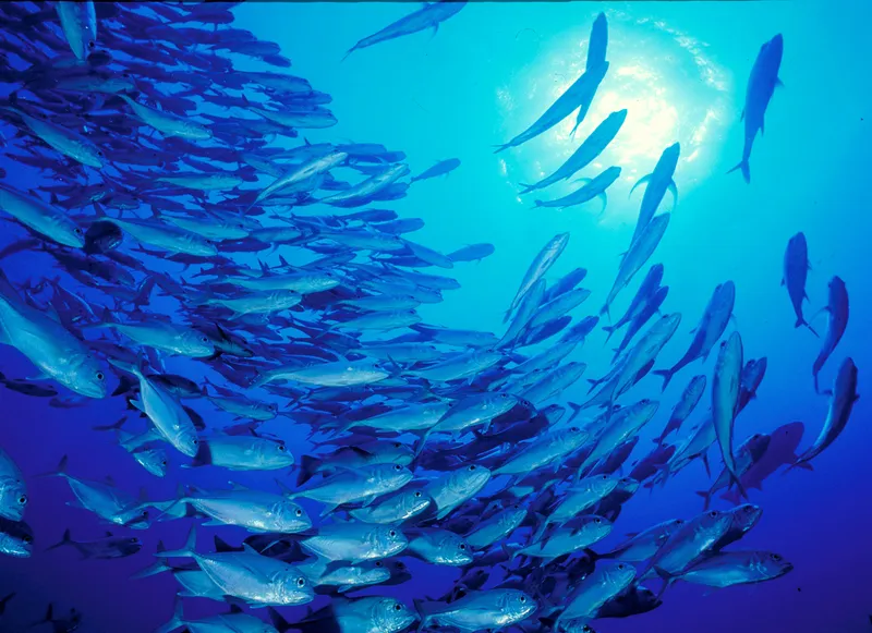 A school of Bigeye trevally or Bigeye jack fish swim in a circle underwater