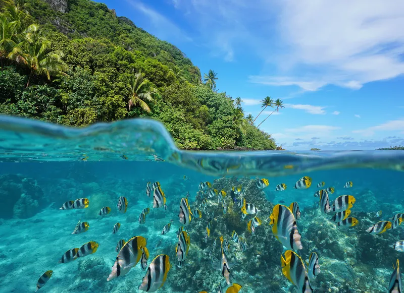 Over and under the sea near the shore of a lush wild coast with a school of tropical fish underwater split by waterline.