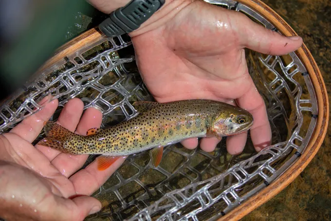 A small Native Rio Grande Cutthroat is held in a pair of hands