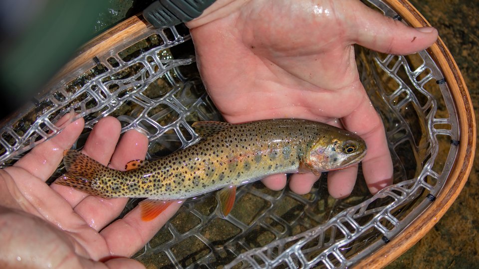 A small Native Rio Grande Cutthroat is held in a pair of hands