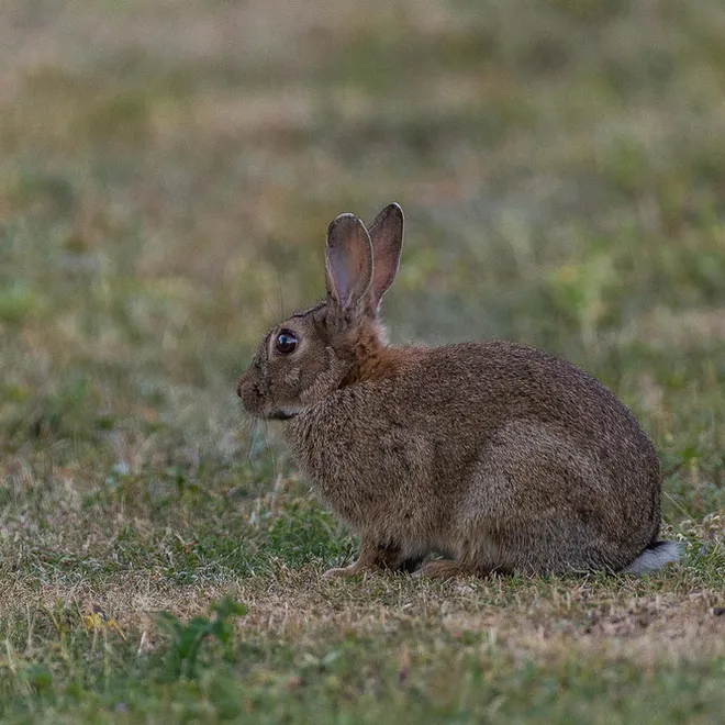 Rabbit Pet Risk and Care Assessment | World Wildlife Fund
