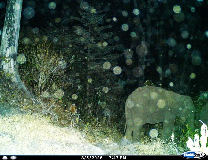 A camera trap captures an elephant moving through a higher elevation forest landscape