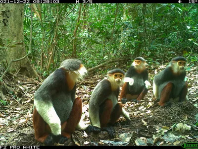Monkey-like animals appear in a slightly blurry image
