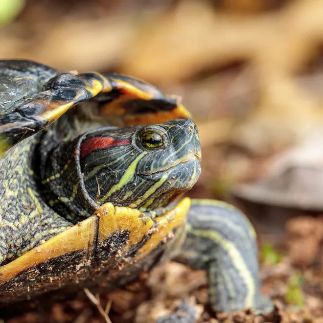 A red eared slider