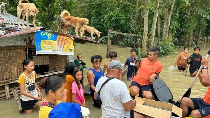 A group of people in thigh-high flood waters, in front of a small building where dogs shelter on the roof