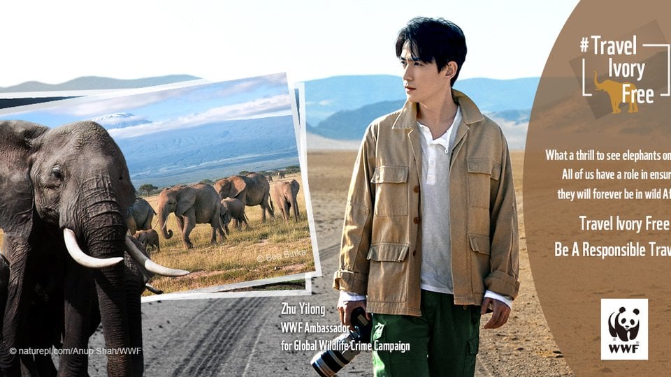Travel Ivory Free ad showing photographer and elephant